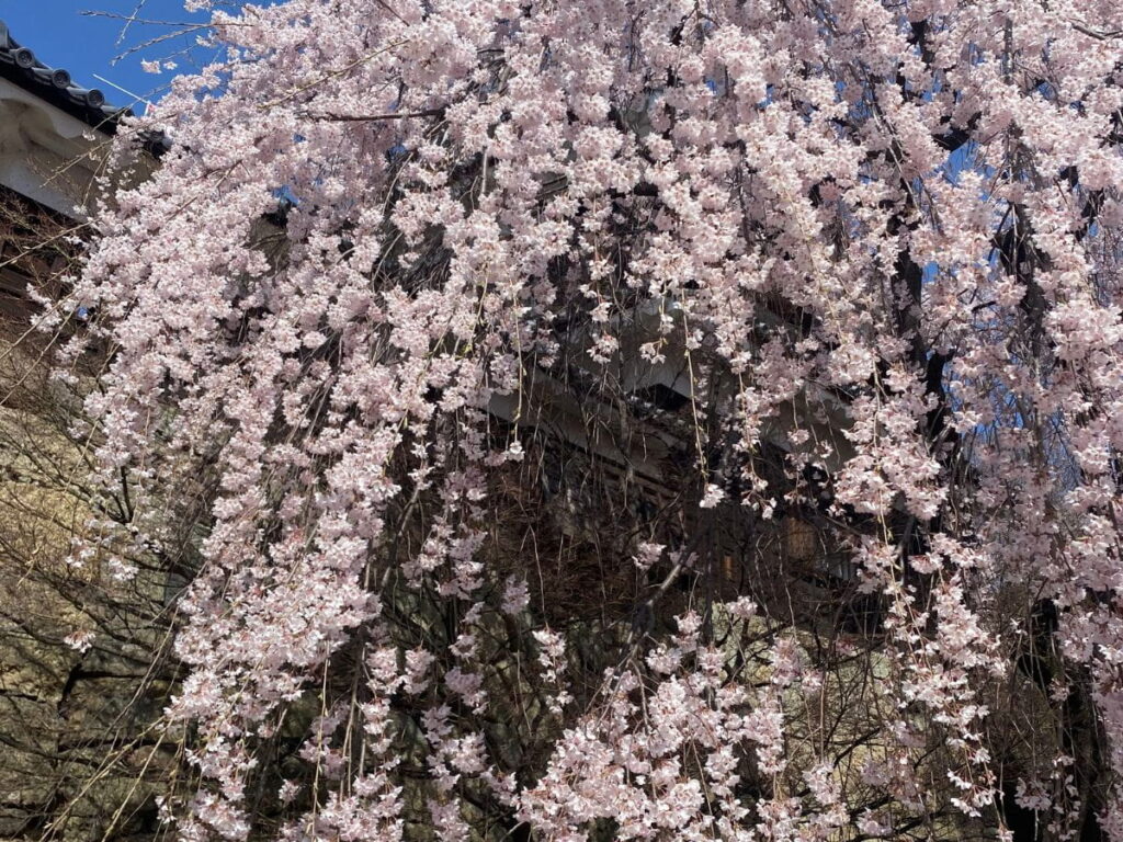 春の上田城公園で満開になった桜と石垣を写した実景写真（筆者撮影）