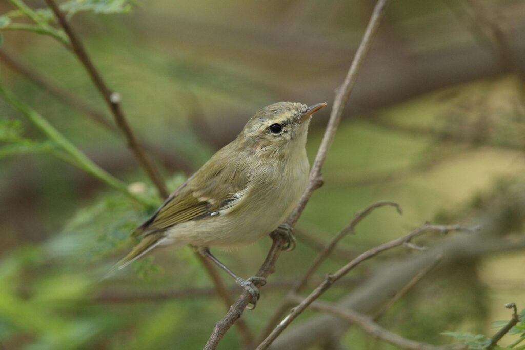 初夏の朝に鳴くウグイスのイメージ写真（筆者撮影ではありません）